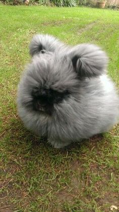 a fluffy gray dog sitting in the grass