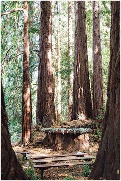 a bench in the middle of a forest surrounded by tall trees