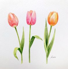 three pink and orange tulips with green leaves on a white background, painted in watercolor