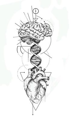 a drawing of the human heart and its structures