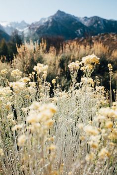 wildflowers in the foreground with mountains in the background