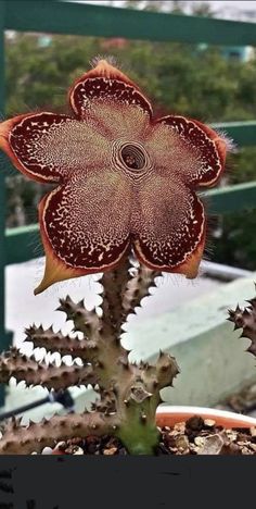 a close up of a flower on a plant