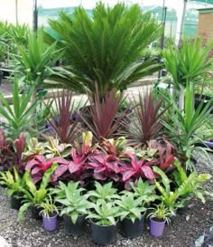 there are many different types of plants in the planter area, and one is purple