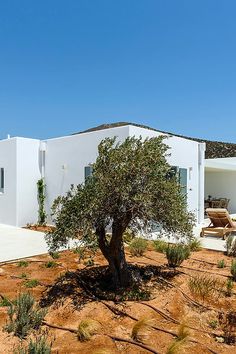 an olive tree is in front of a white house on a sunny day with blue skies