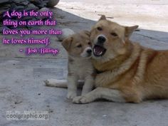 two puppies are sitting on the ground with a quote about love and affection in front of them