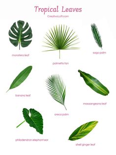 different types of tropical leaves are shown in this image with the words tropical leaves on it