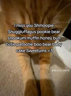 an orange cat laying on top of a bed next to a white box with the caption i miss you shnoopie snuggiffagus pokie bear