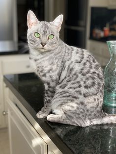 a cat sitting on top of a black counter next to a vase with green eyes