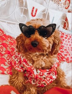 a small dog wearing sunglasses on top of a pink and white bedspread covered in blankets