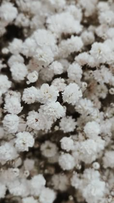 small white flowers are blooming on the ground