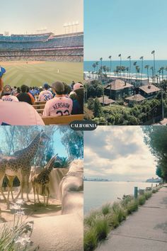 people sitting on benches watching giraffes at a baseball game and the ocean