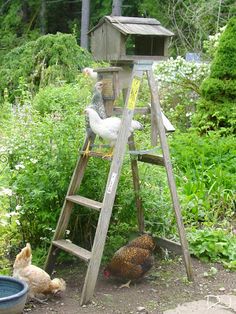 chickens and roosters are gathered around a ladder in the garden, near a birdhouse