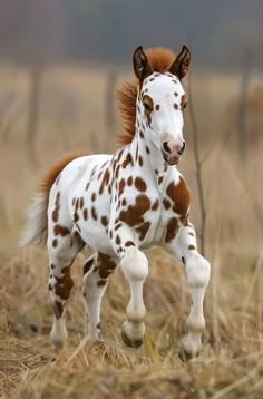 a brown and white horse standing on top of a dry grass field