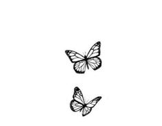 two butterflies flying side by side on a white background, one is black and the other is