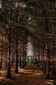 a path in the middle of a forest with lights strung from it's trees