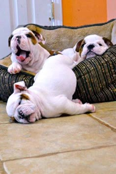 two puppies laying on top of a couch with their mouths open and tongue out