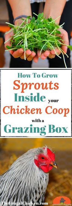 how to grow sprouts inside your chicken coop with a crazy box