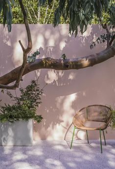 two chairs and a tree in front of a pink wall with shadows on the ground