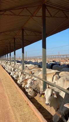 there are many cows that are lined up together