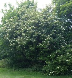 a large tree with lots of white flowers in the middle of a grassy area next to some trees