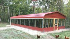 chickens are walking around in the grass near a red building with windows and a roof