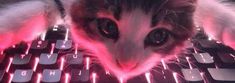 a close up of a cat's face on a computer keyboard with glowing keys