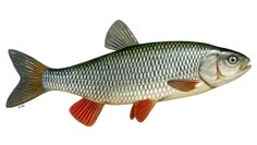 a fish that is standing up against a white background and looking at the camera with an intense look on it's face