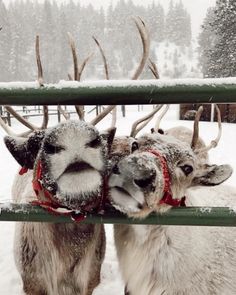 two reindeers standing next to each other with their mouths open while covered in snow