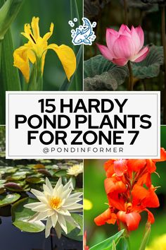 Article about the 15 best pond plants for Zone 7, featuring hardy aquatic species that thrive in cooler climates and provide year-round beauty.