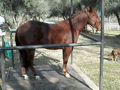 a brown horse standing on top of a cement platform next to a dog and trees