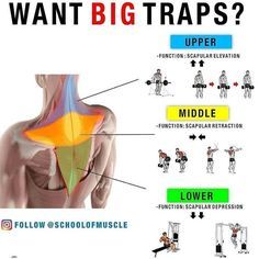 an image of a poster with the words want big traps and upper middle lower limbs