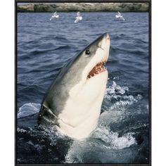 a great white shark with it's mouth open in the water and seagulls flying around