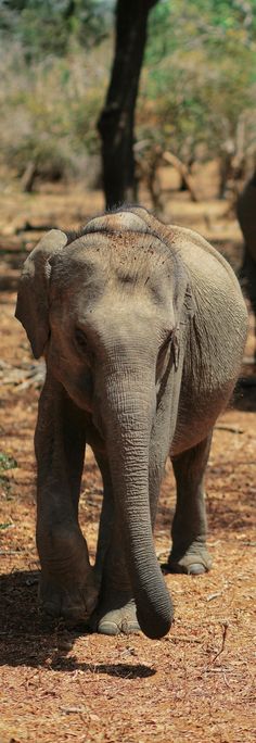 an elephant walking in the dirt near some trees