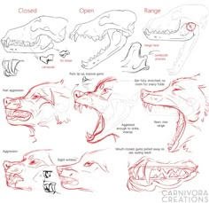 an animal's head with different types of teeth