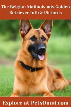 a german shepherd dog laying in the grass