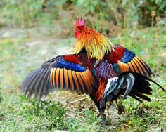 a colorful rooster is standing in the grass