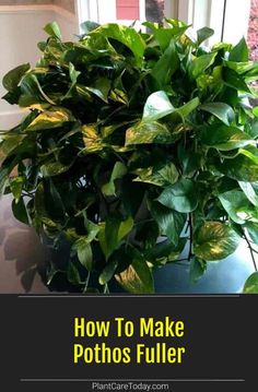 a potted plant sitting on top of a table next to a window with the words how to make pots filler