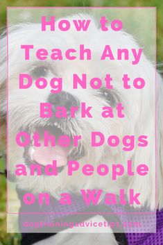 a white dog wearing a purple vest with the words how to teach any dog not to bark at other dogs and people on a walk