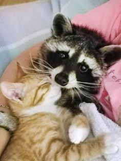 a baby raccoon cuddles with an adult cat