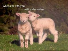 two sheep standing next to each other on top of a lush green field with the words, when i'm with you nothing else matters