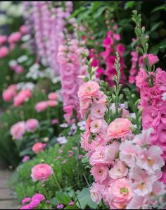 pink and white flowers are growing in the garden