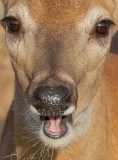 a close up of a deer with its mouth open and it's tongue out