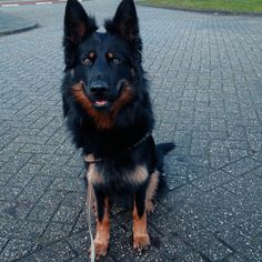 a large black and brown dog sitting on top of a brick road next to grass