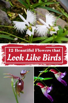 flowers that look like birds with the words 12 beautiful flowers that look like birds