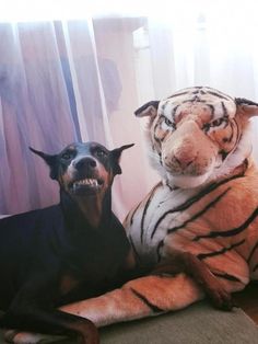 a dog and a stuffed tiger sitting next to each other in front of a window