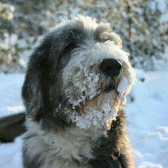 a dog standing in the snow with it's mouth open