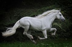 a white horse is galloping through the grass