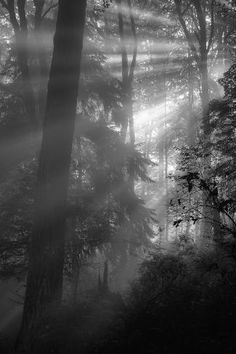 sunbeams shine through the trees in black and white