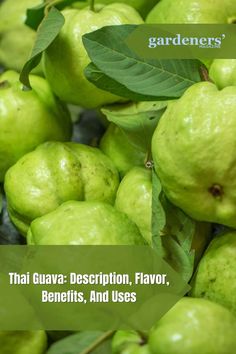 Thai Guava: Description, Flavor, Benefits, And Uses Garden Guide, Exotic Fruit, Planting Vegetables, Tropical Paradise, Vegetable Garden, Health Benefits, Paradise, Cooking Recipes