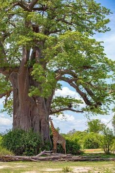 a giraffe standing next to a large tree